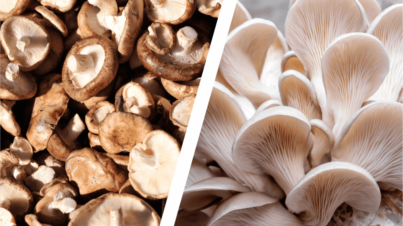 blogs tailwind section